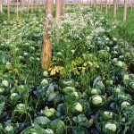 Kirpal Sagar, Mischkultur, Blumenkohl, Gelbwurz, Pappel, Schutz von Boden und Wasserreserven
