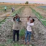 Construction of ranch tunnels